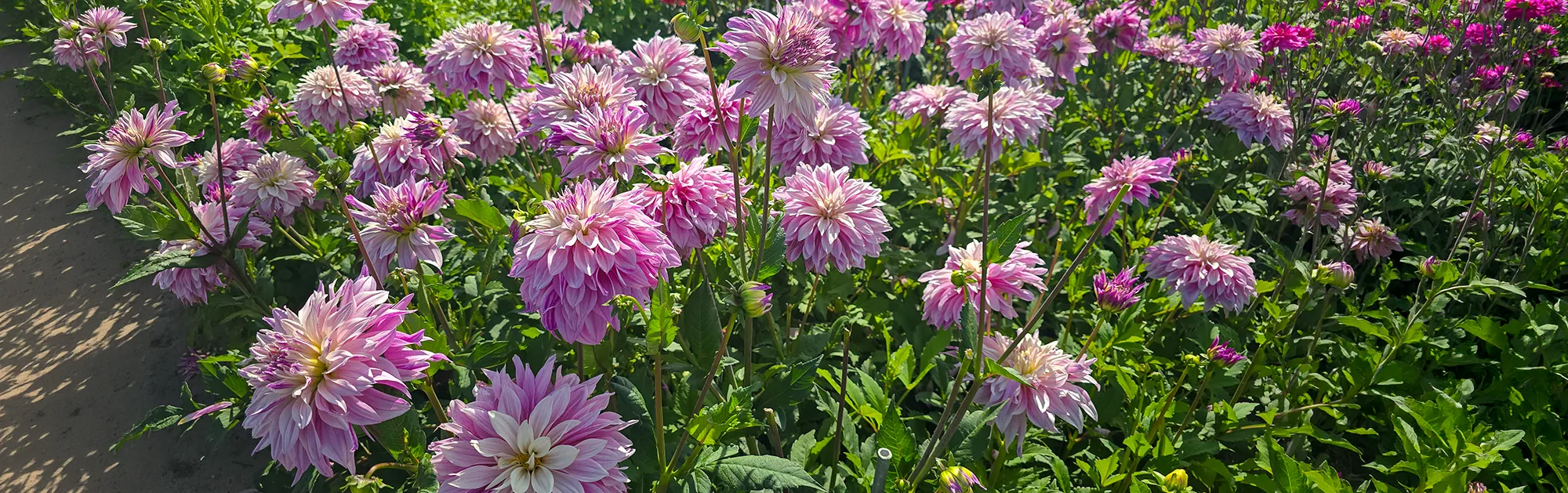 Breathtaking Blooms in Every Bulk