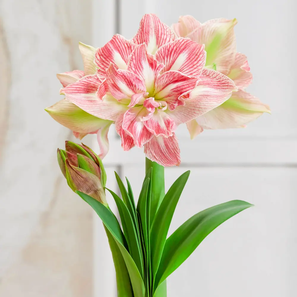 New Amaryllis