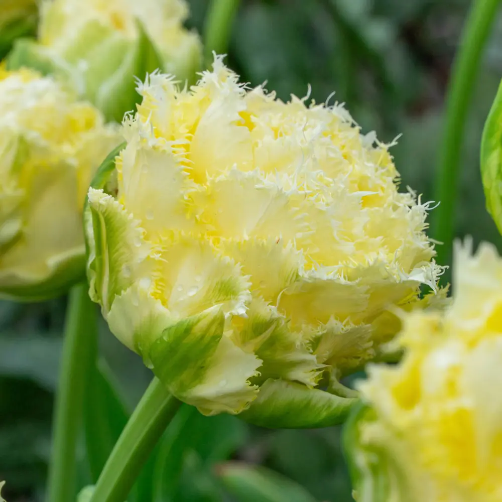 New Tulips