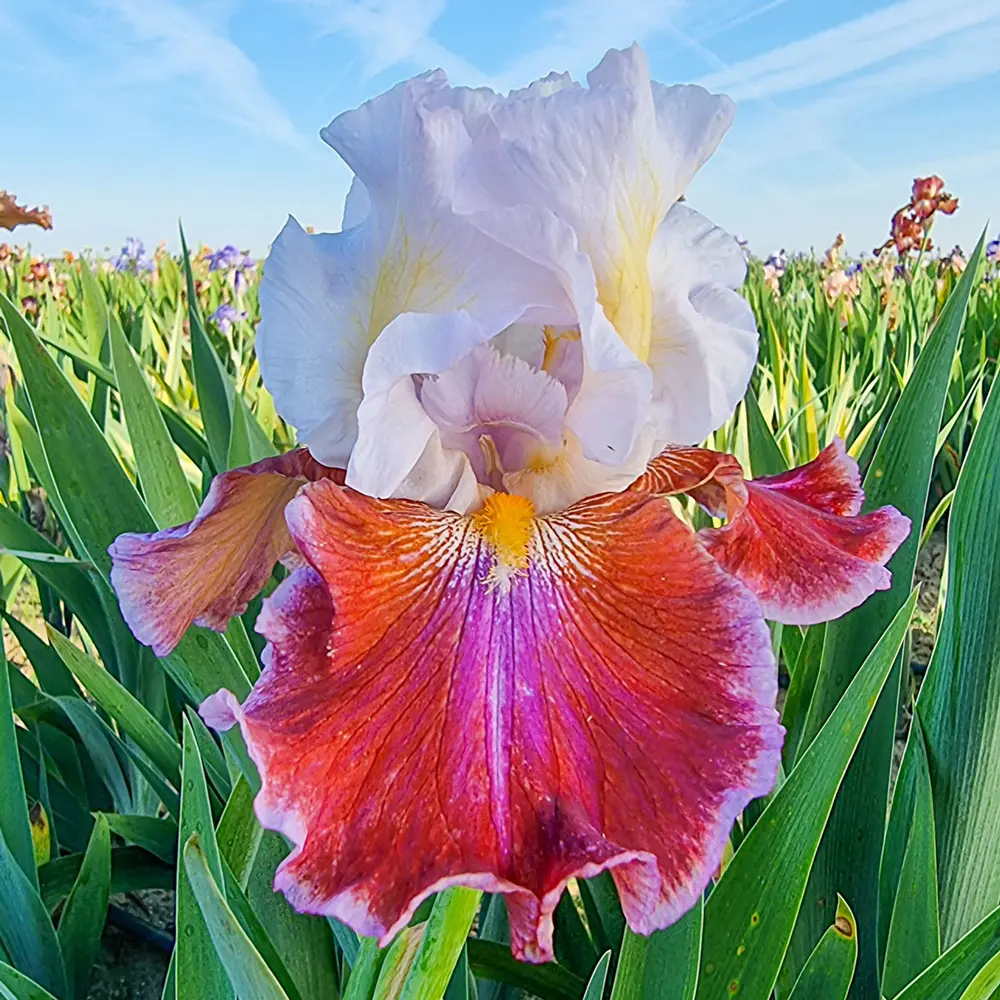 New Varieties